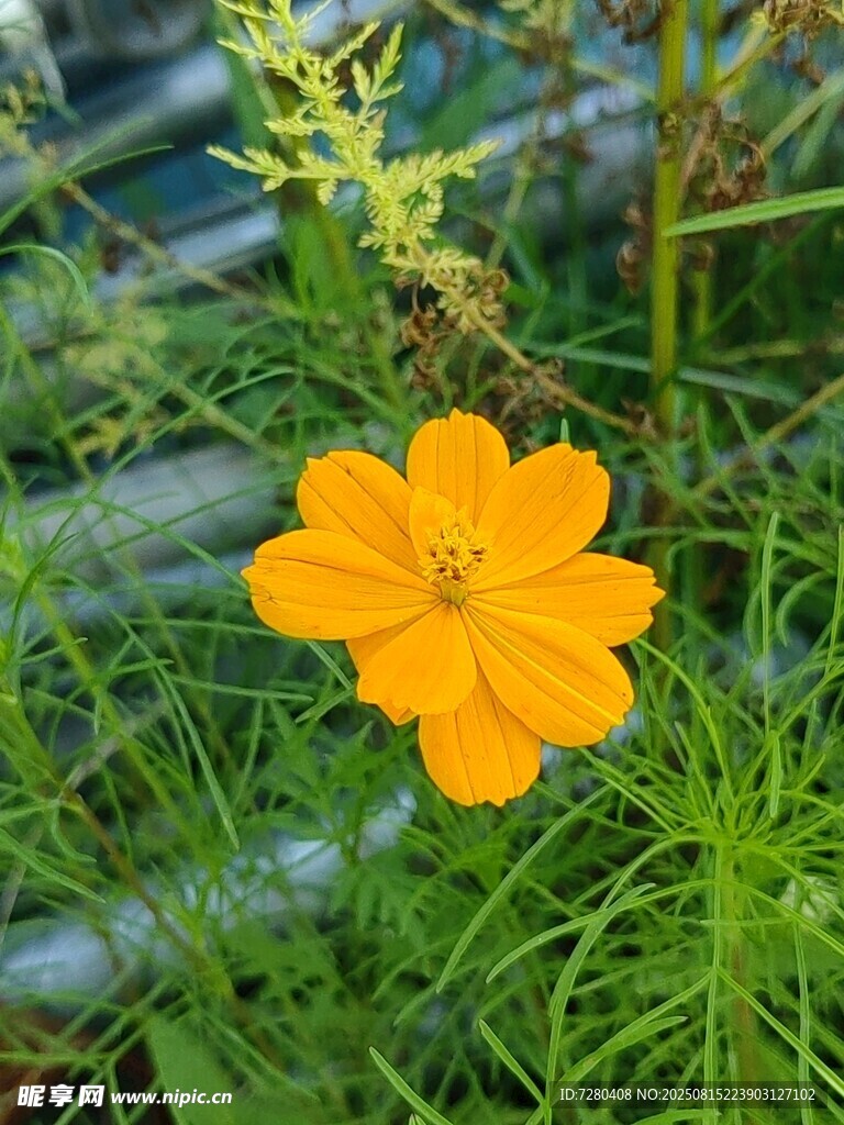 黄色小花绽放于草丛中
