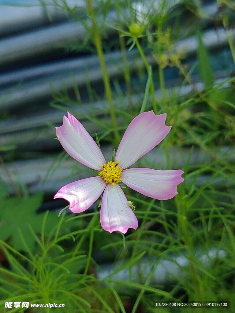粉色格桑花绽放于草丛
