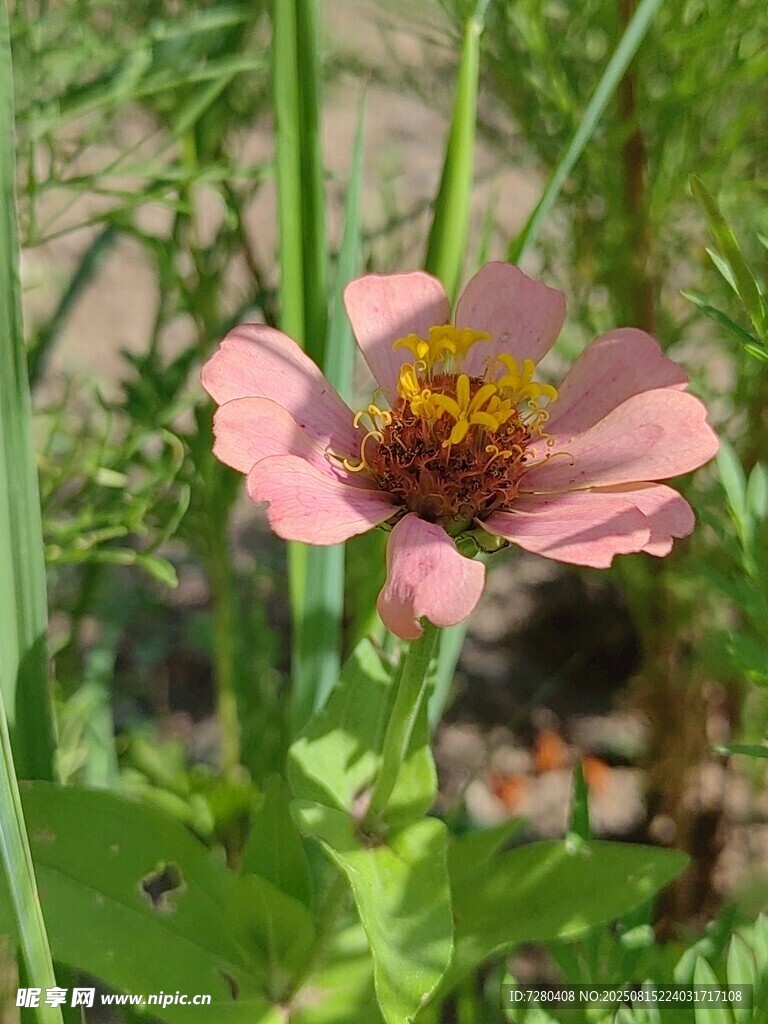 娇艳粉色花朵绽放绿意间