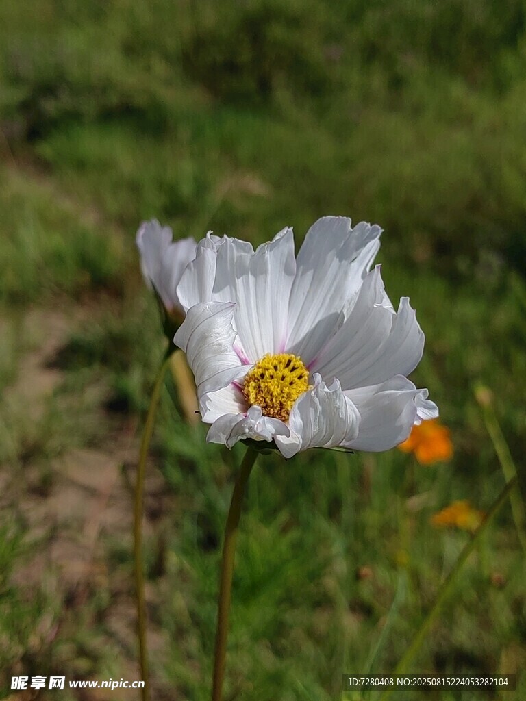 白色格桑花绽放于绿野