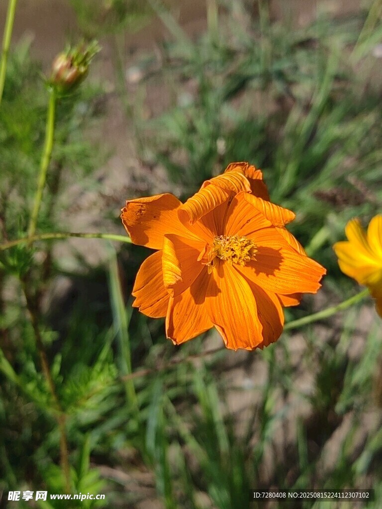 橙色绽放小花