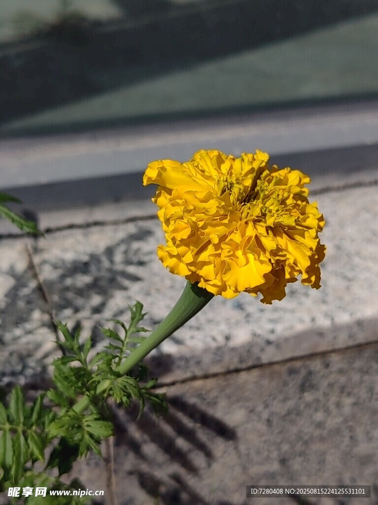 单朵黄色万寿菊绽放