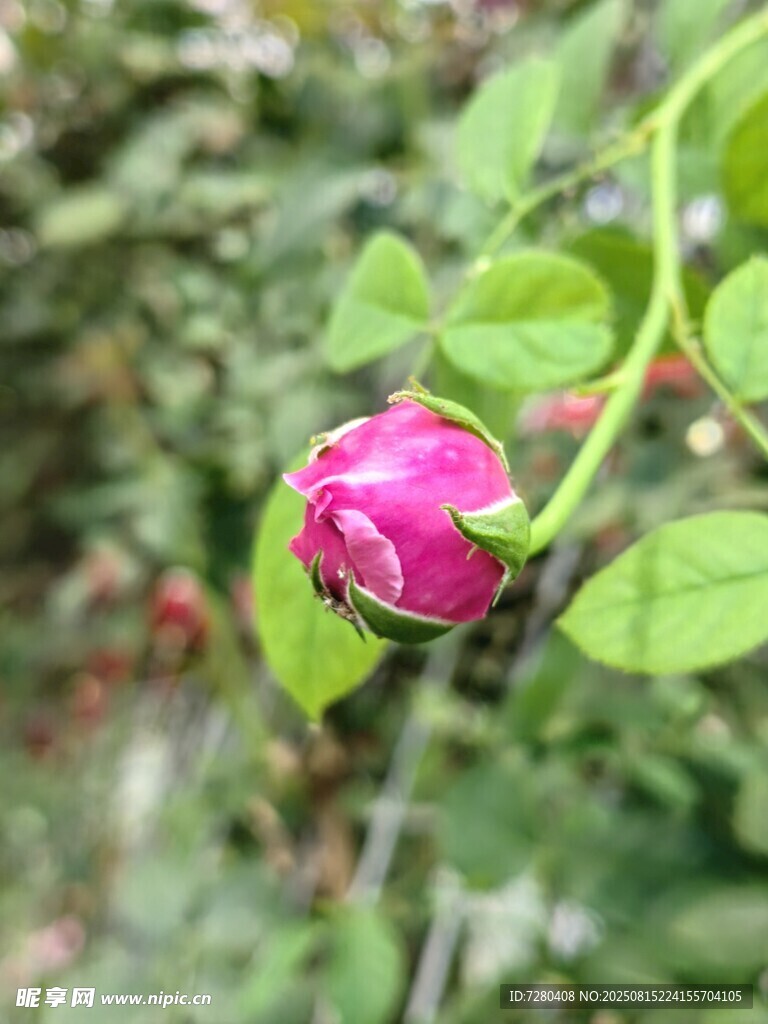 娇艳欲滴的粉色玫瑰花