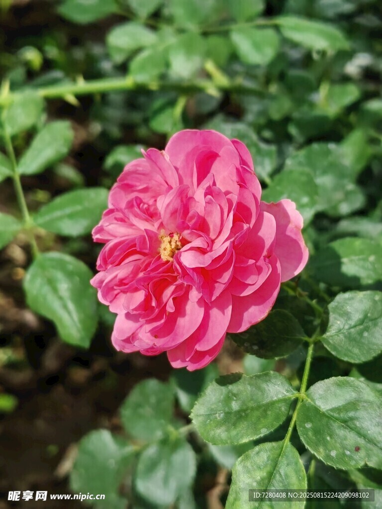 娇艳粉色月季花
