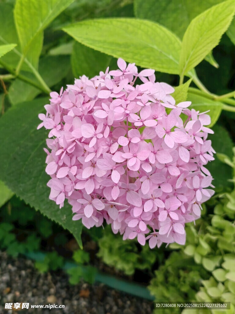 粉色绣球花绽放
