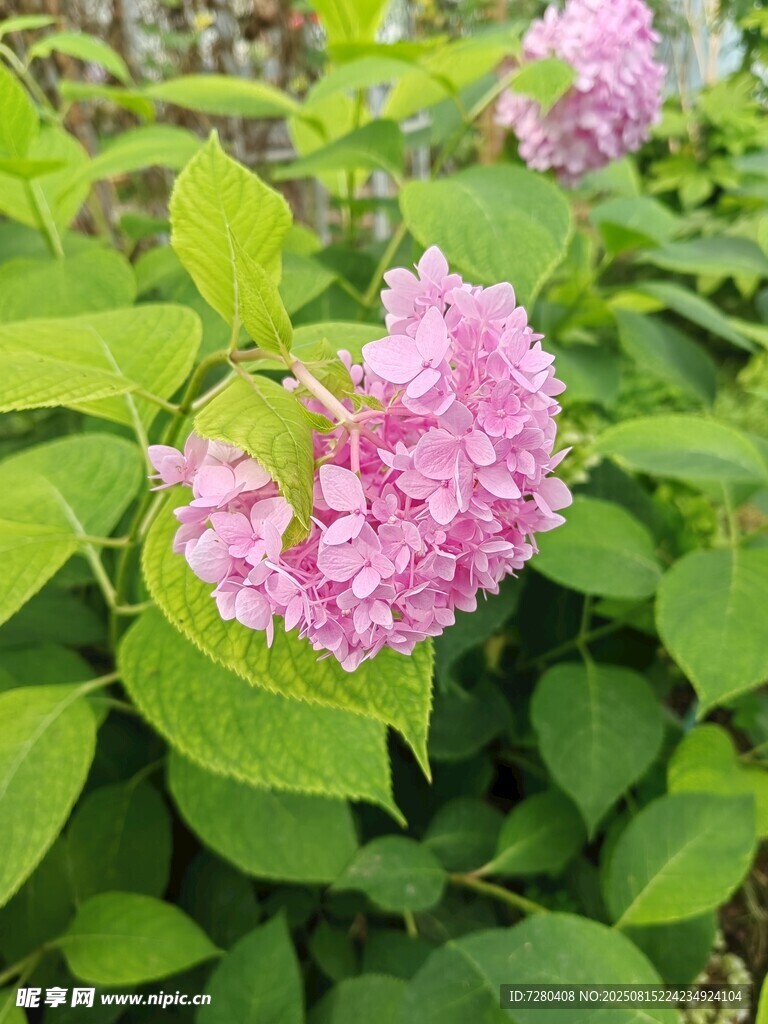粉色绣球花绽放绿意间