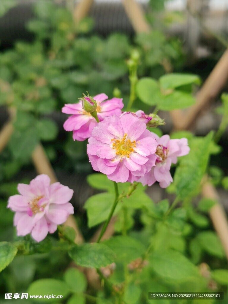 粉色蔷薇花绽放