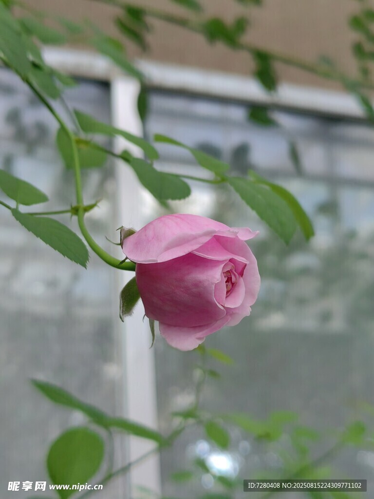 娇艳粉色玫瑰绽放