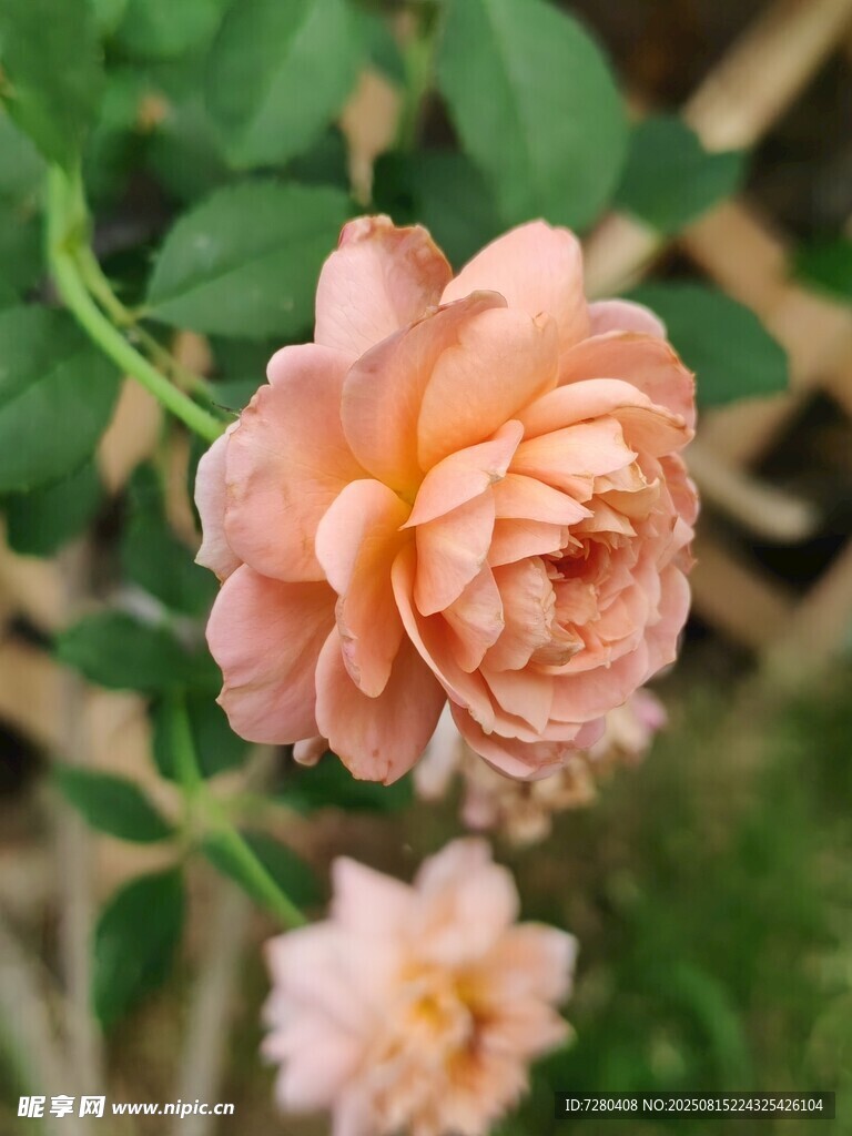 粉嫩娇艳的盛开月季花