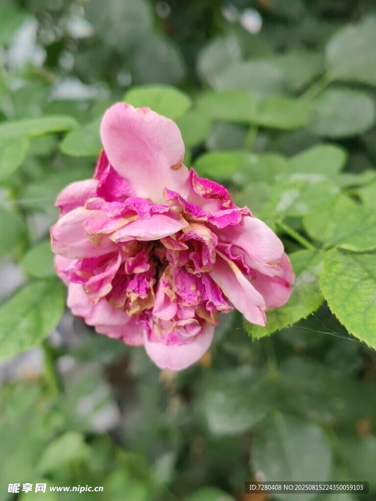 娇艳粉色月季花