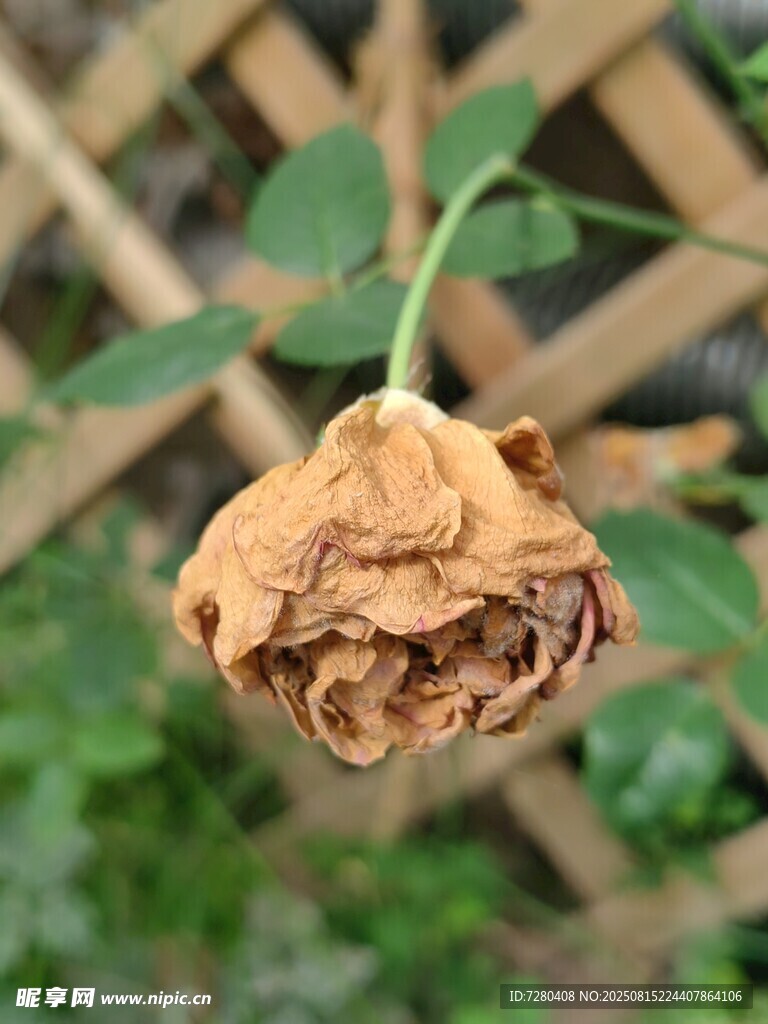 枯萎的玫瑰
