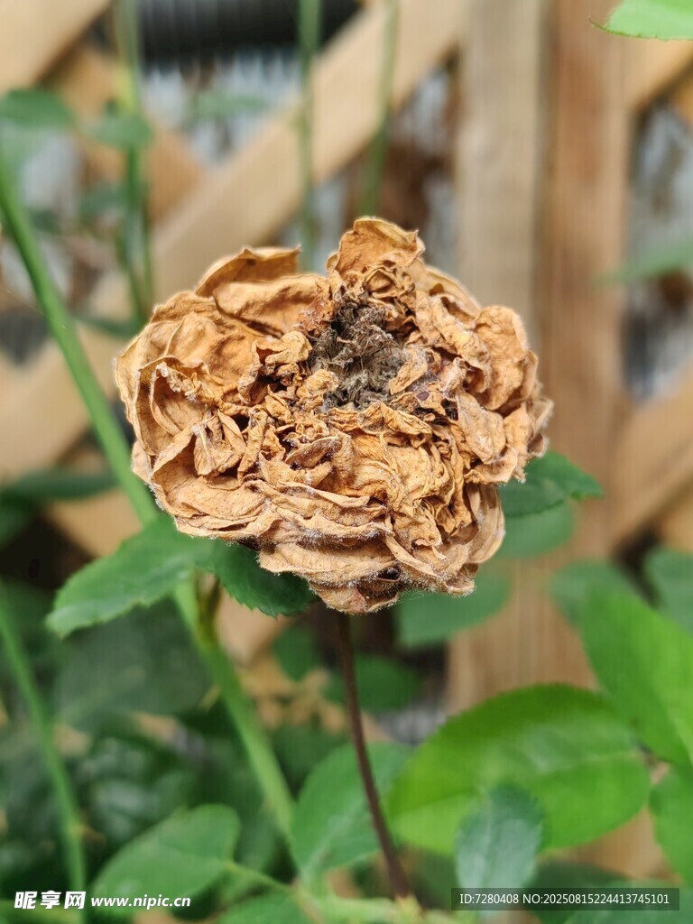 枯萎的玫瑰花