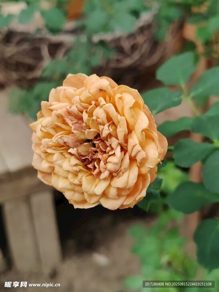 枯萎的黄玫瑰