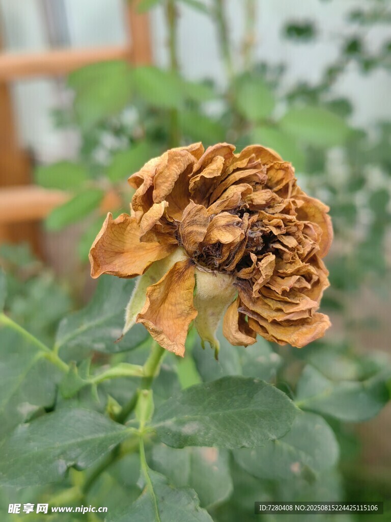 枯萎的花朵