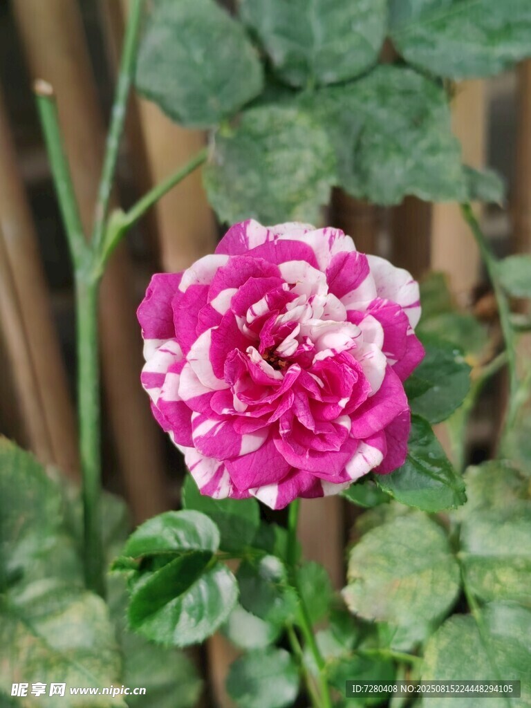 娇艳双色大丽花