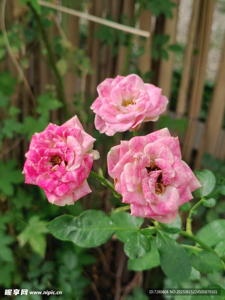 三朵娇艳的粉色月季花