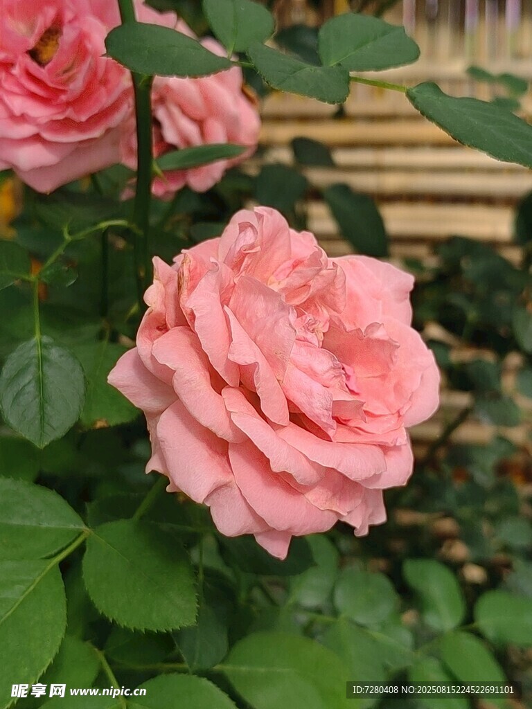 娇艳粉色玫瑰绽放