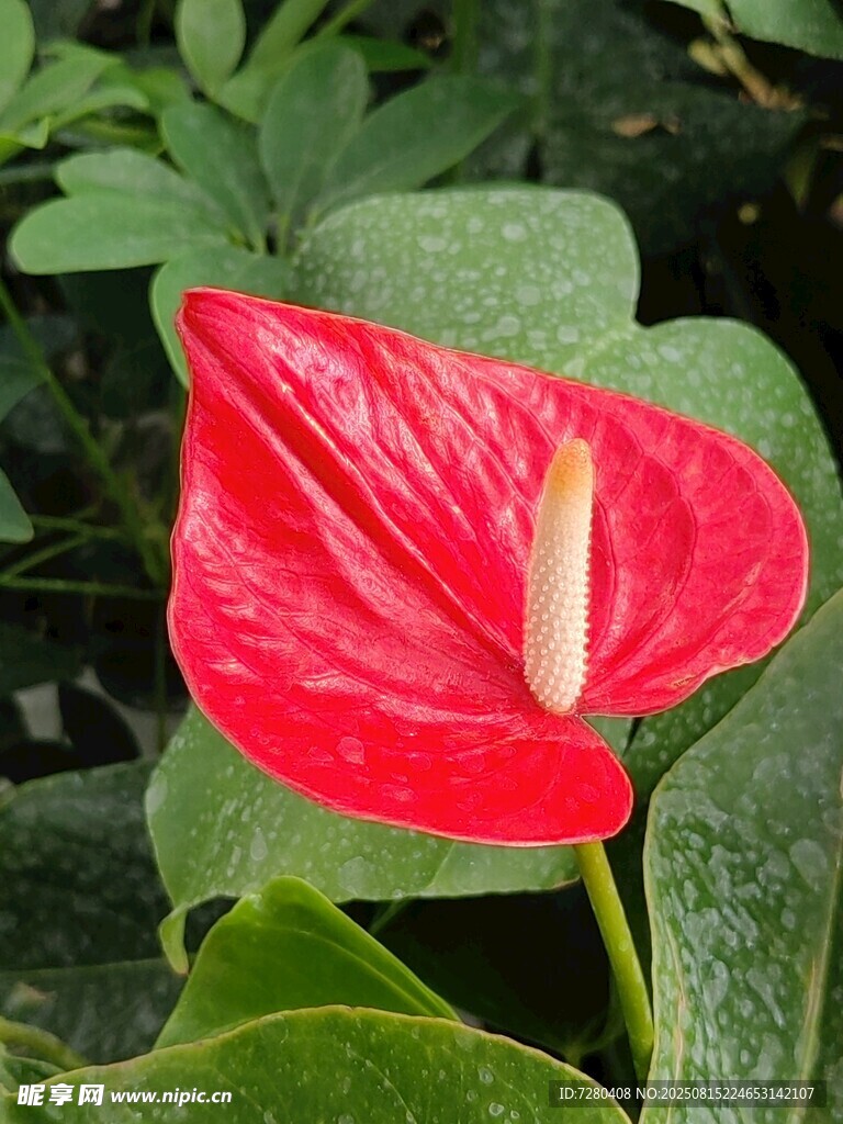 艳丽红掌花