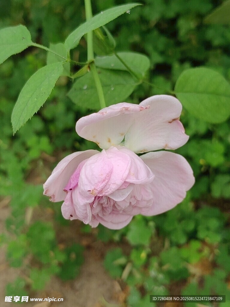 粉色娇美绽放的蔷薇花