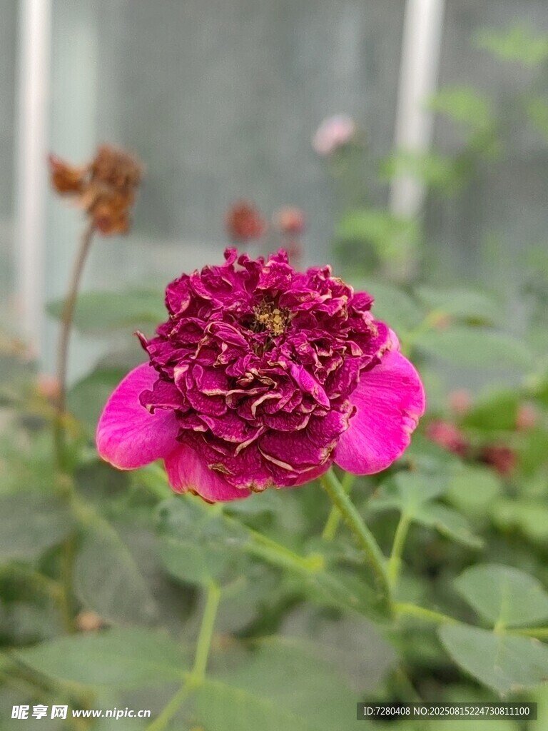 娇艳绽放的深粉花朵