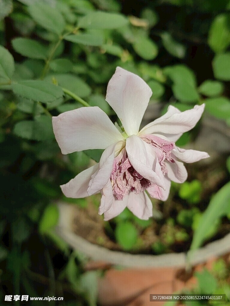 盆栽中的淡粉色优雅花朵