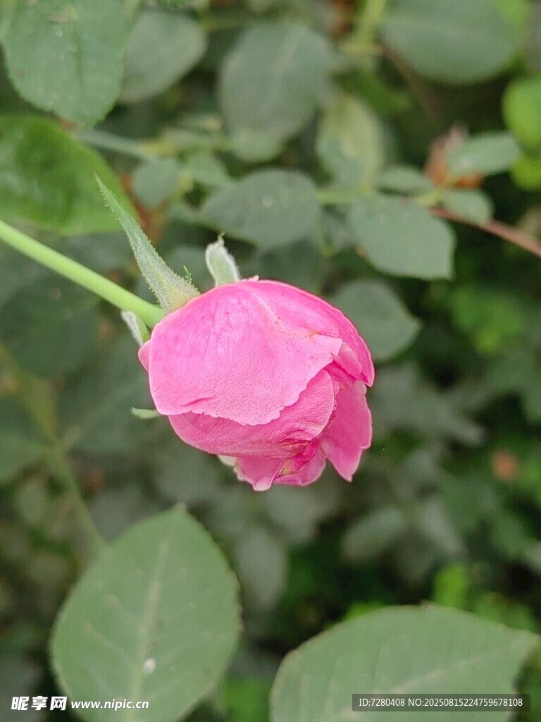 娇艳粉玫瑰绽放