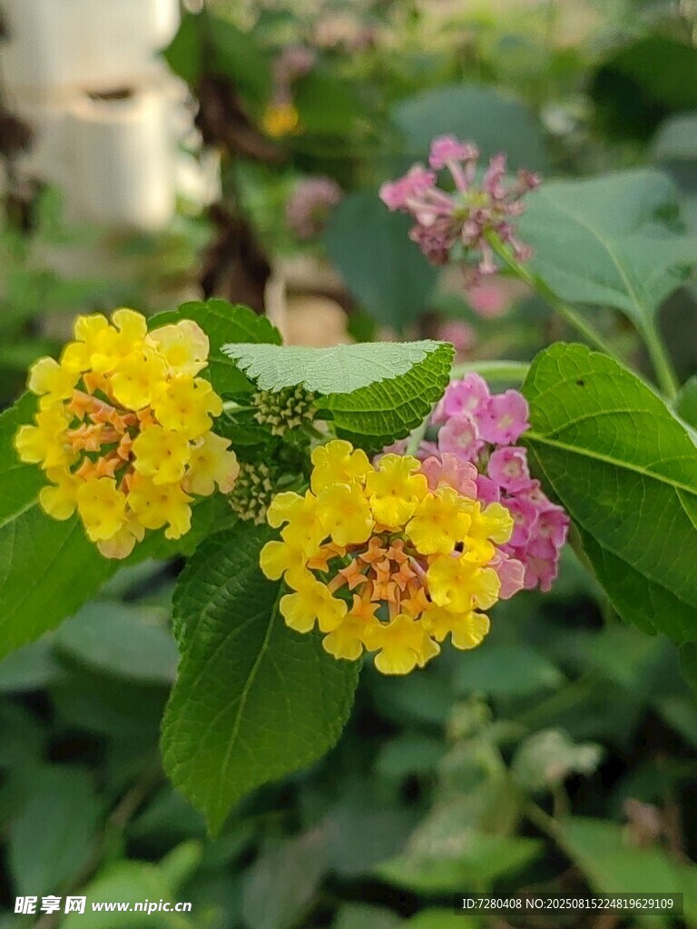 黄粉花朵绽放绿叶间
