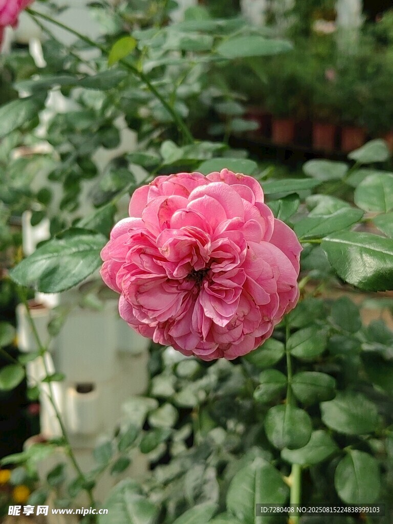 娇艳盛开的粉红色月季花