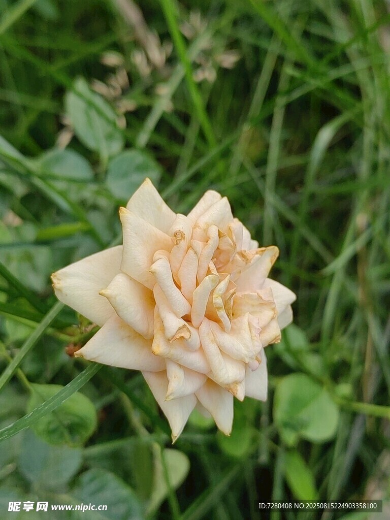 淡黄色单朵玫瑰绽放