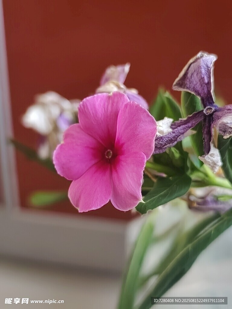 娇艳粉色小花绽放