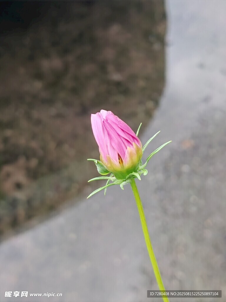 含苞待放的粉色小花