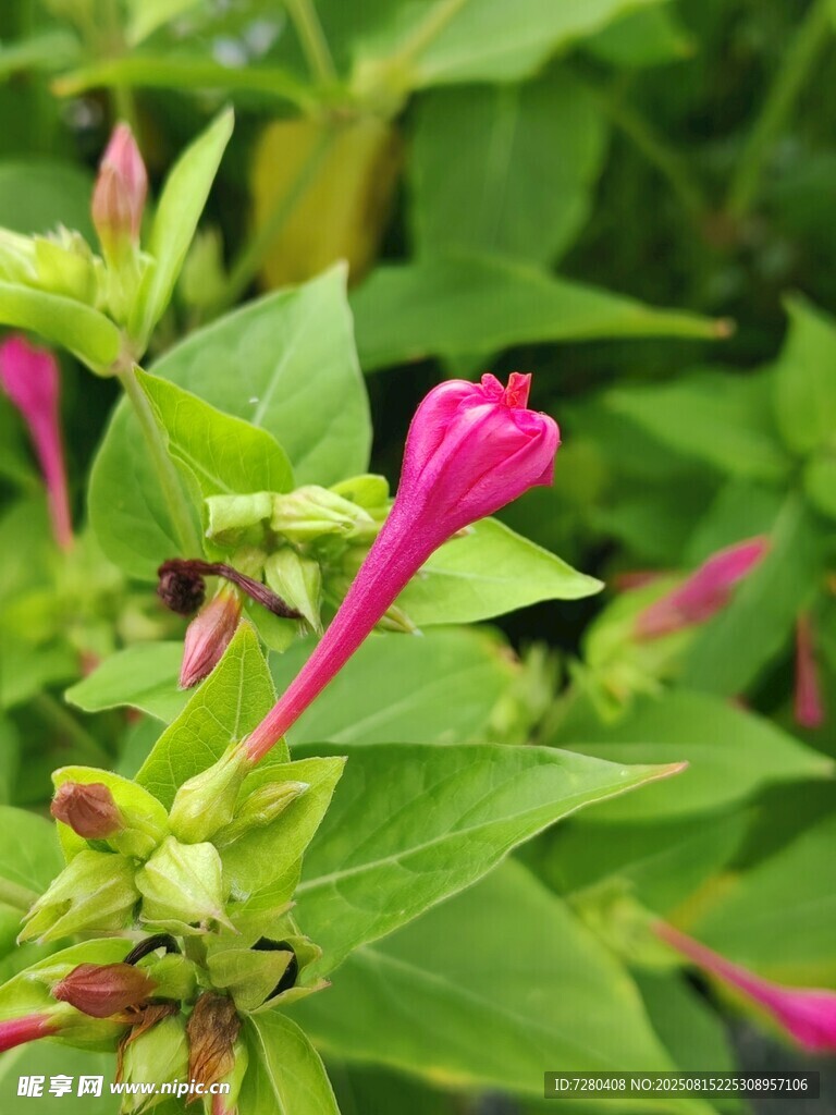 娇艳紫茉莉绽放绿叶间