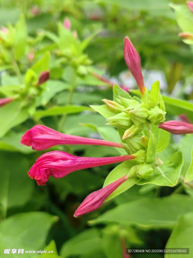 娇艳红花卉