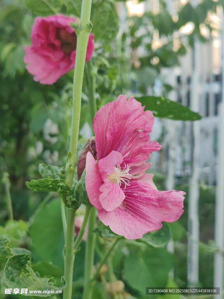 娇艳木槿花绽放