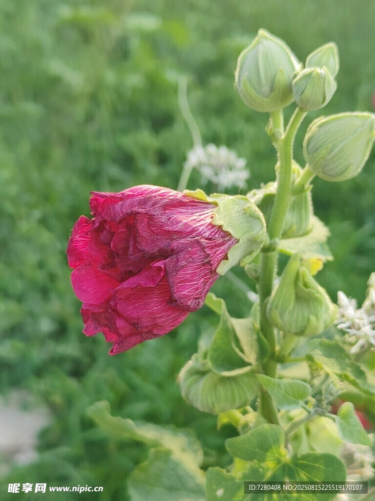 娇艳红花花绽放绿意间