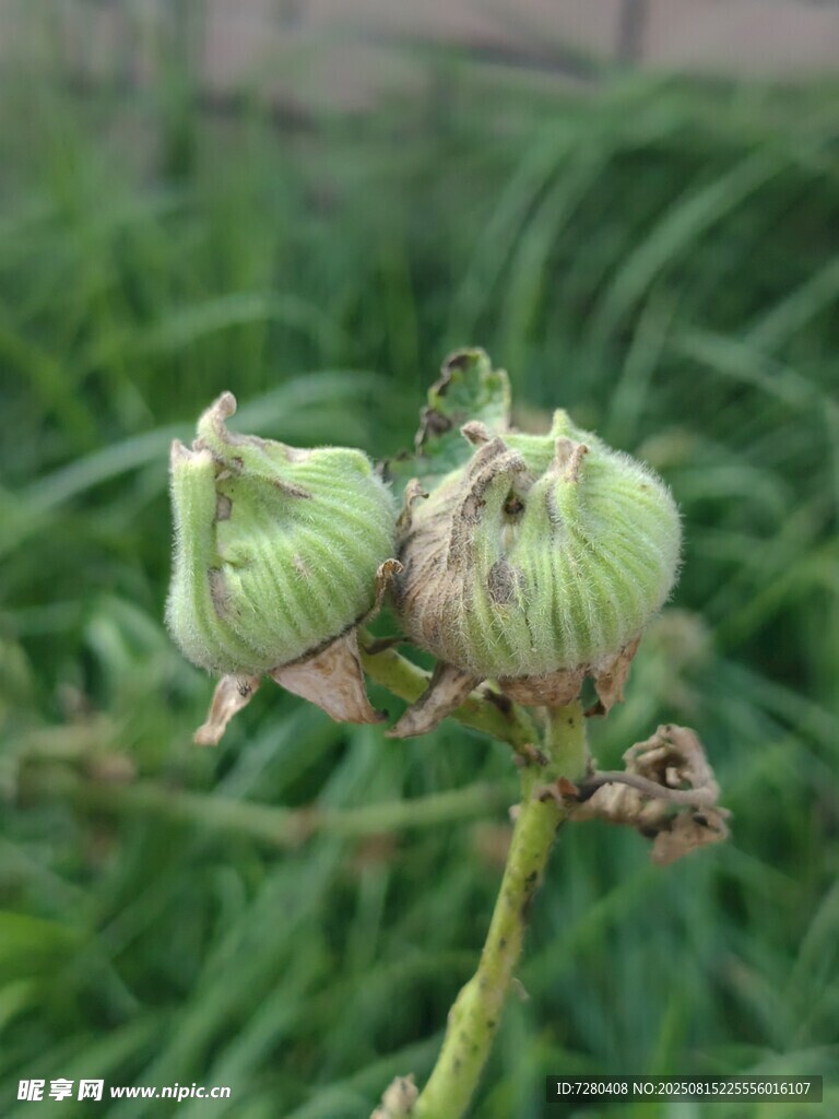 绿色植物上的未成熟果实