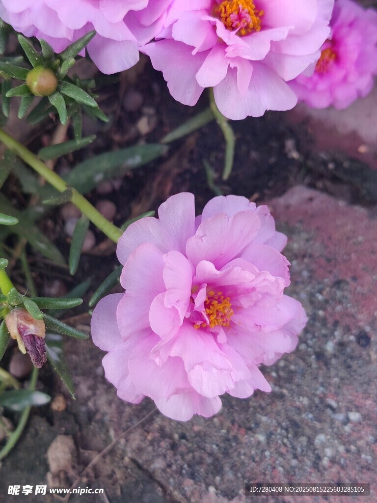 娇艳粉色花朵绽放