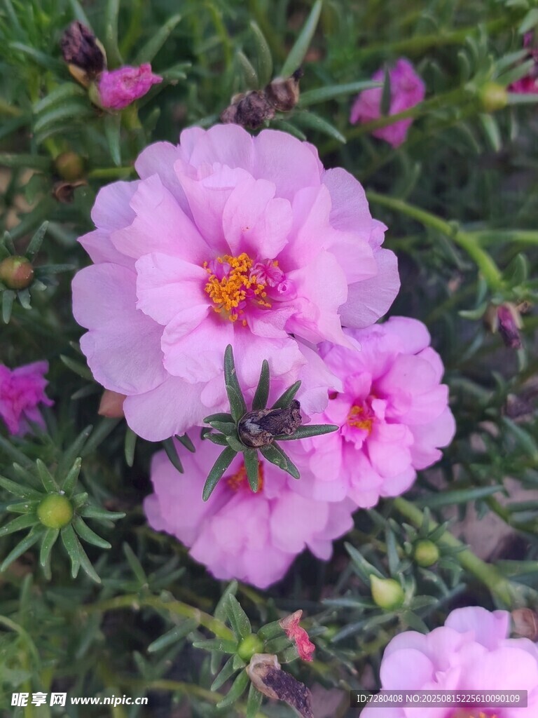 娇艳粉色太阳花绽放