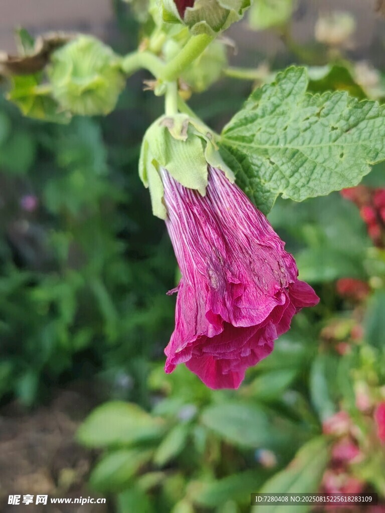 绽放的玫红色毛地黄花