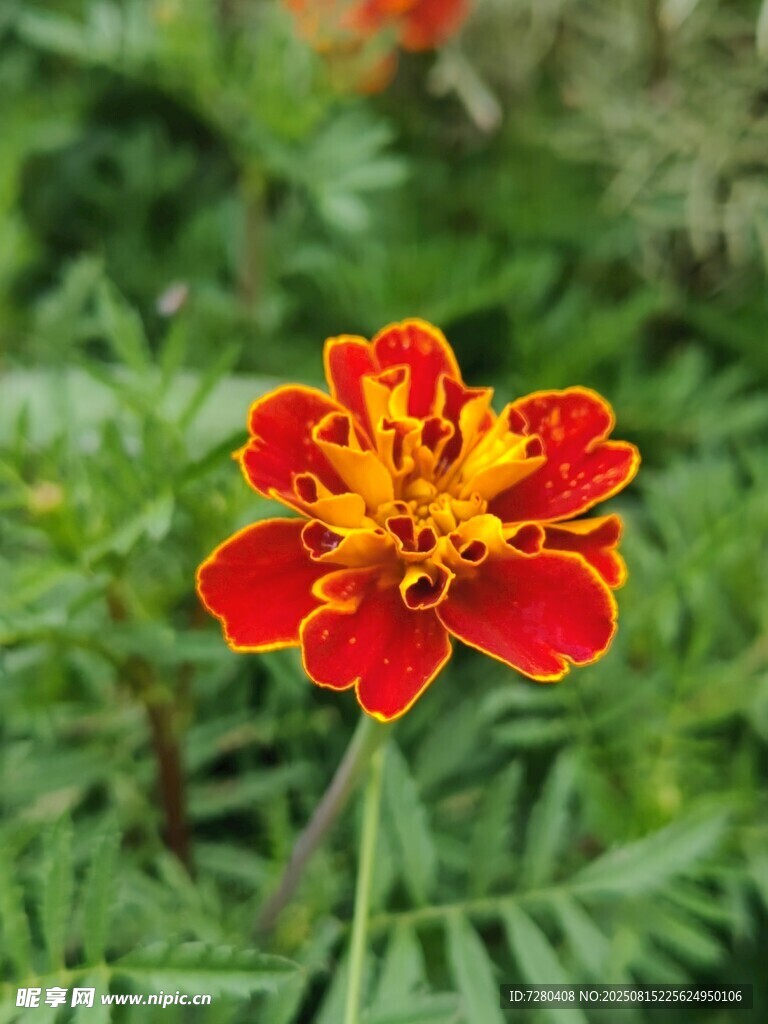 鲜艳单株万寿菊绽放