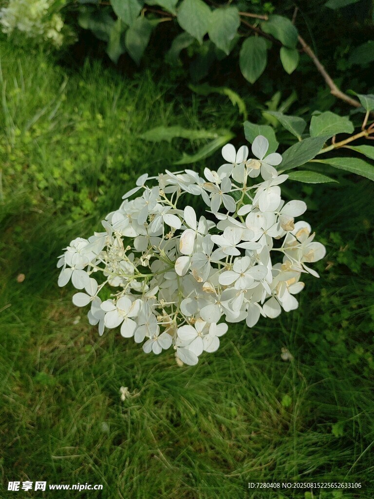 草地上的白色繁花