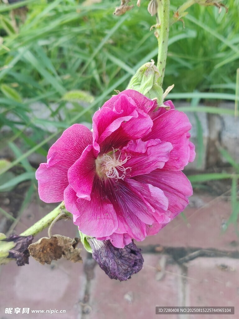 娇艳绽放的粉色蜀葵花朵