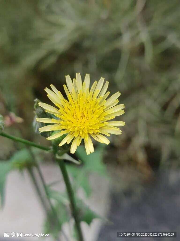 黄色小花特写