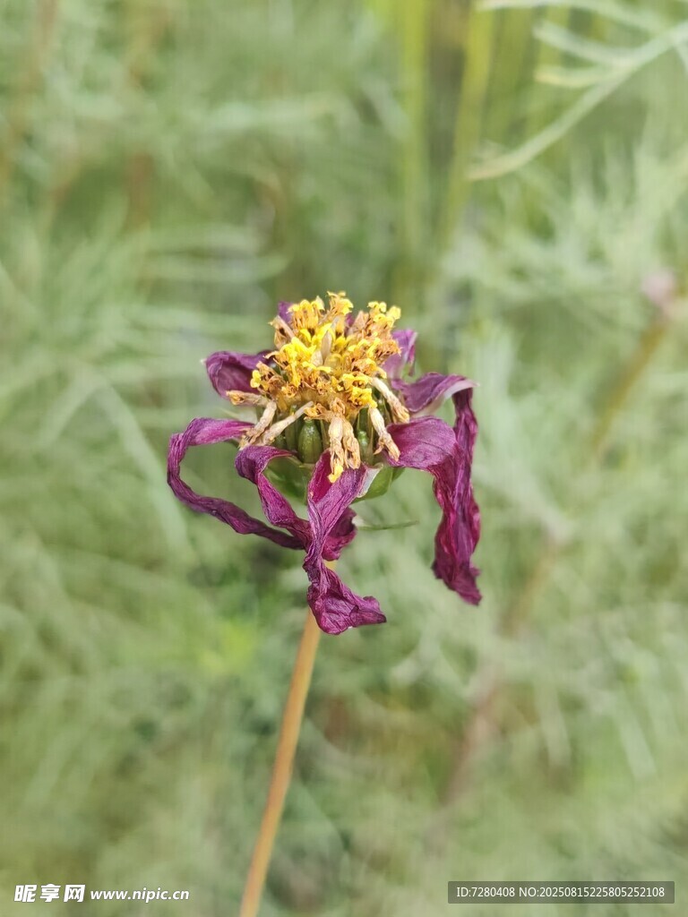 枯萎的紫色花朵