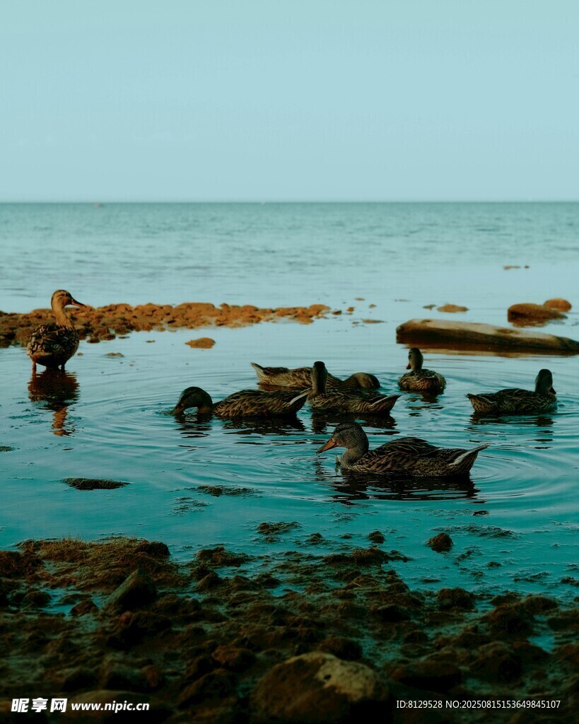 浅滩上的海鸟与清澈海水