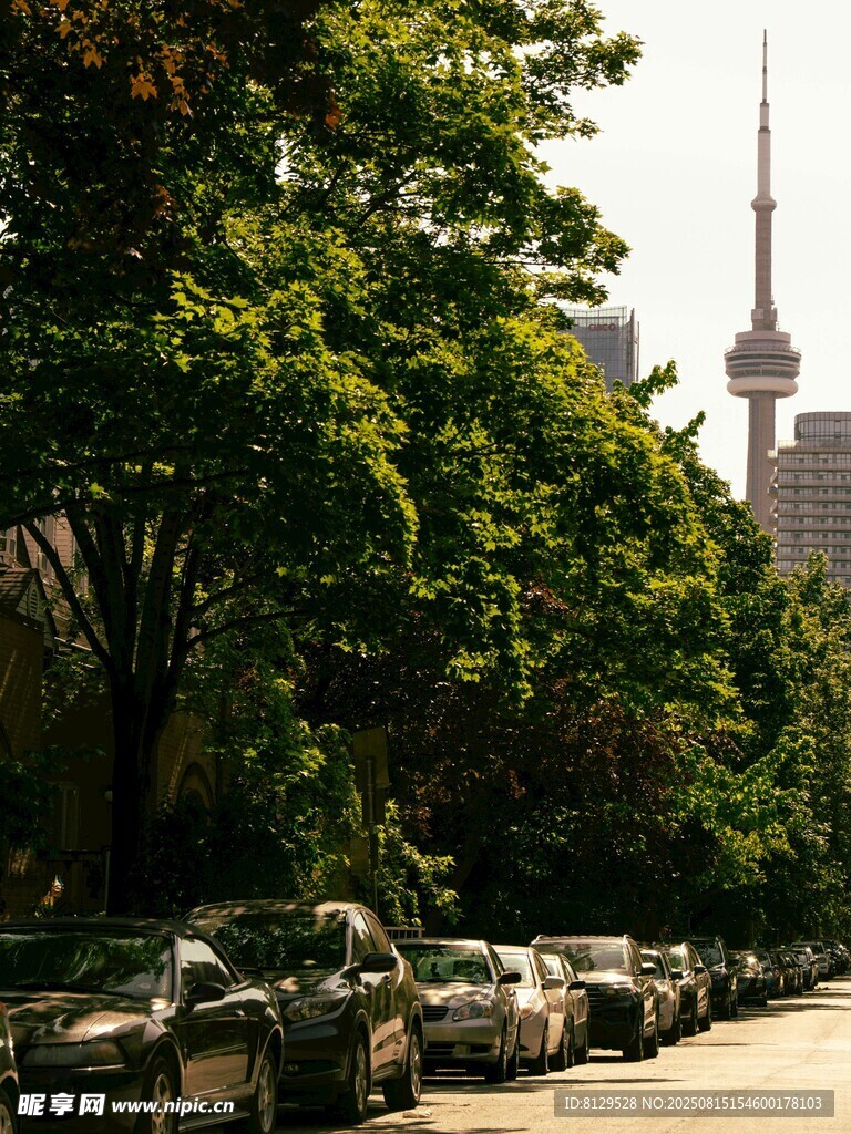 林荫街道旁的城市天际线