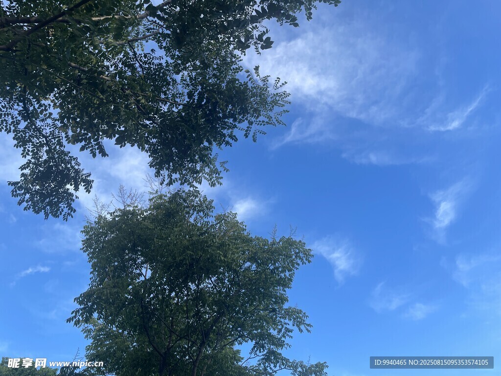 蓝天绿树间的清新景致