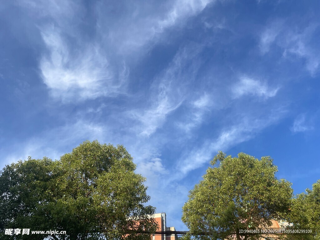 蓝天绿树美景