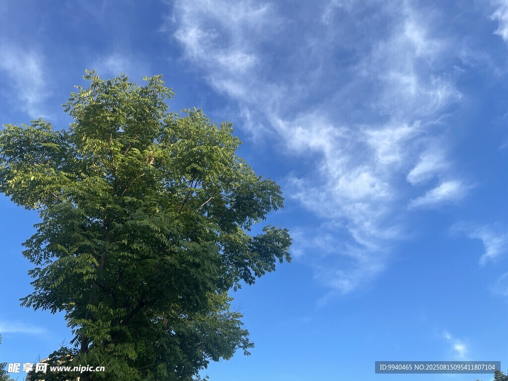 蓝天绿树间的清新景致