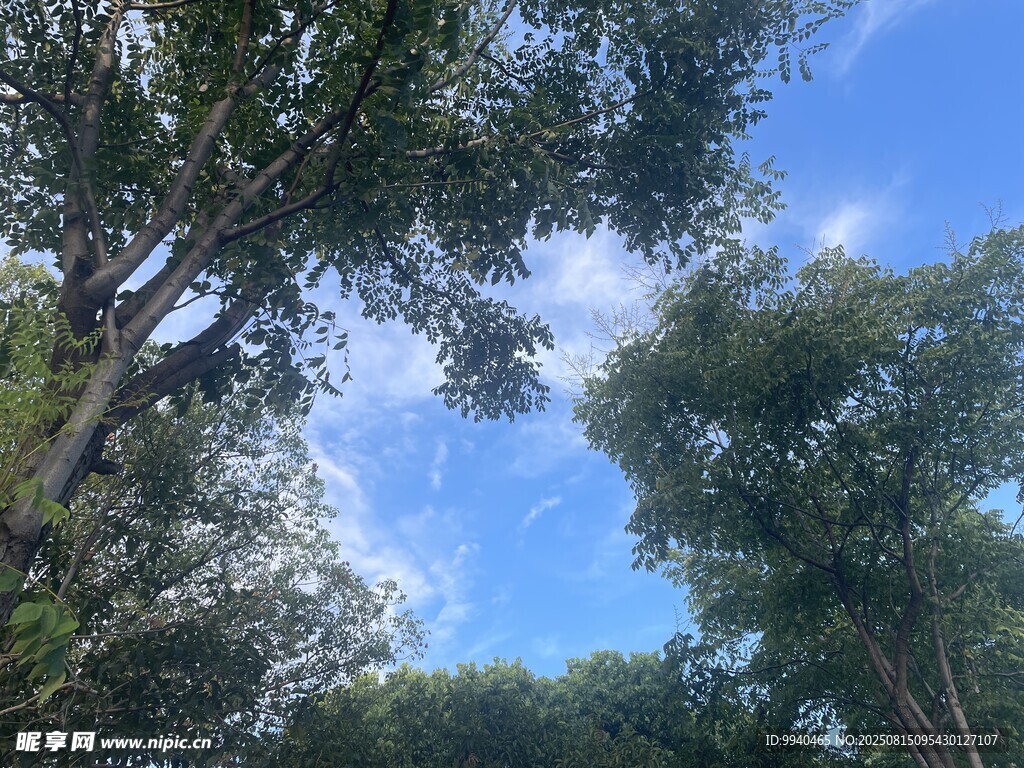 仰望林间蓝天